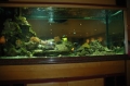 Fish tank at hotel